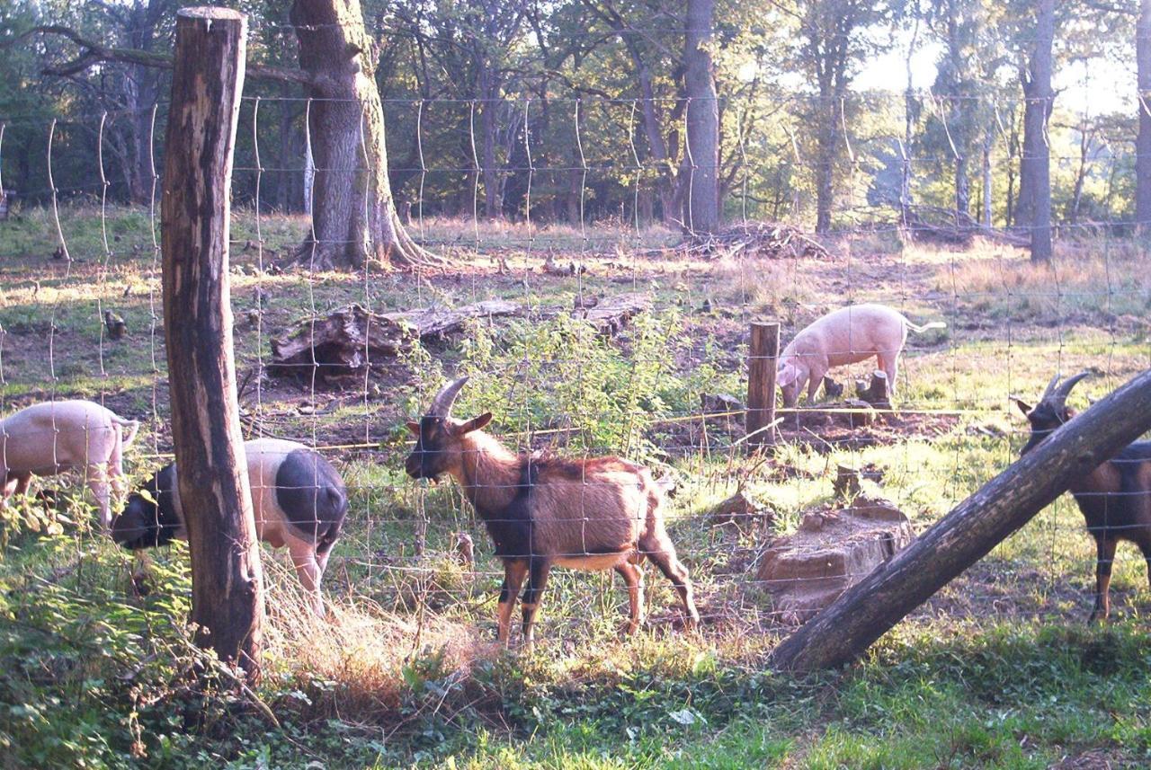 Ferienwohnungen Stricker Harz Walkenried Zewnętrze zdjęcie