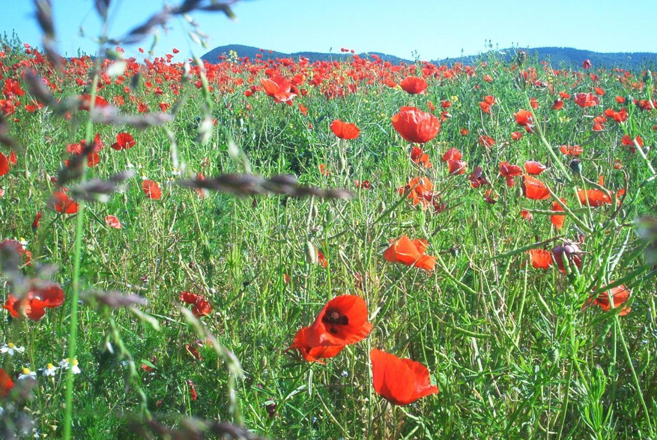 Ferienwohnungen Stricker Harz Walkenried Zewnętrze zdjęcie